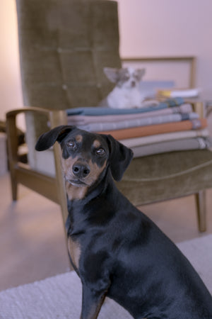 Alle Hundedecken