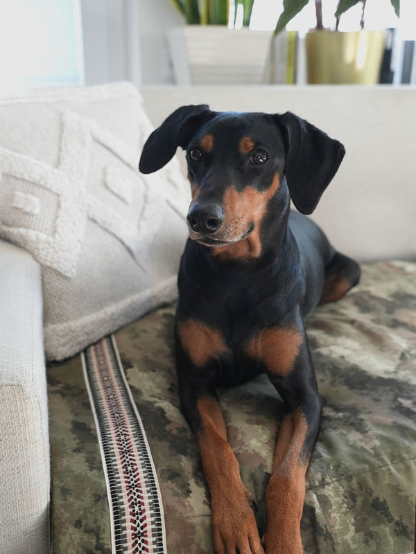 Hundedecke mit Camouflage-Muster aus Baumwolle mit Ethno-Borte
